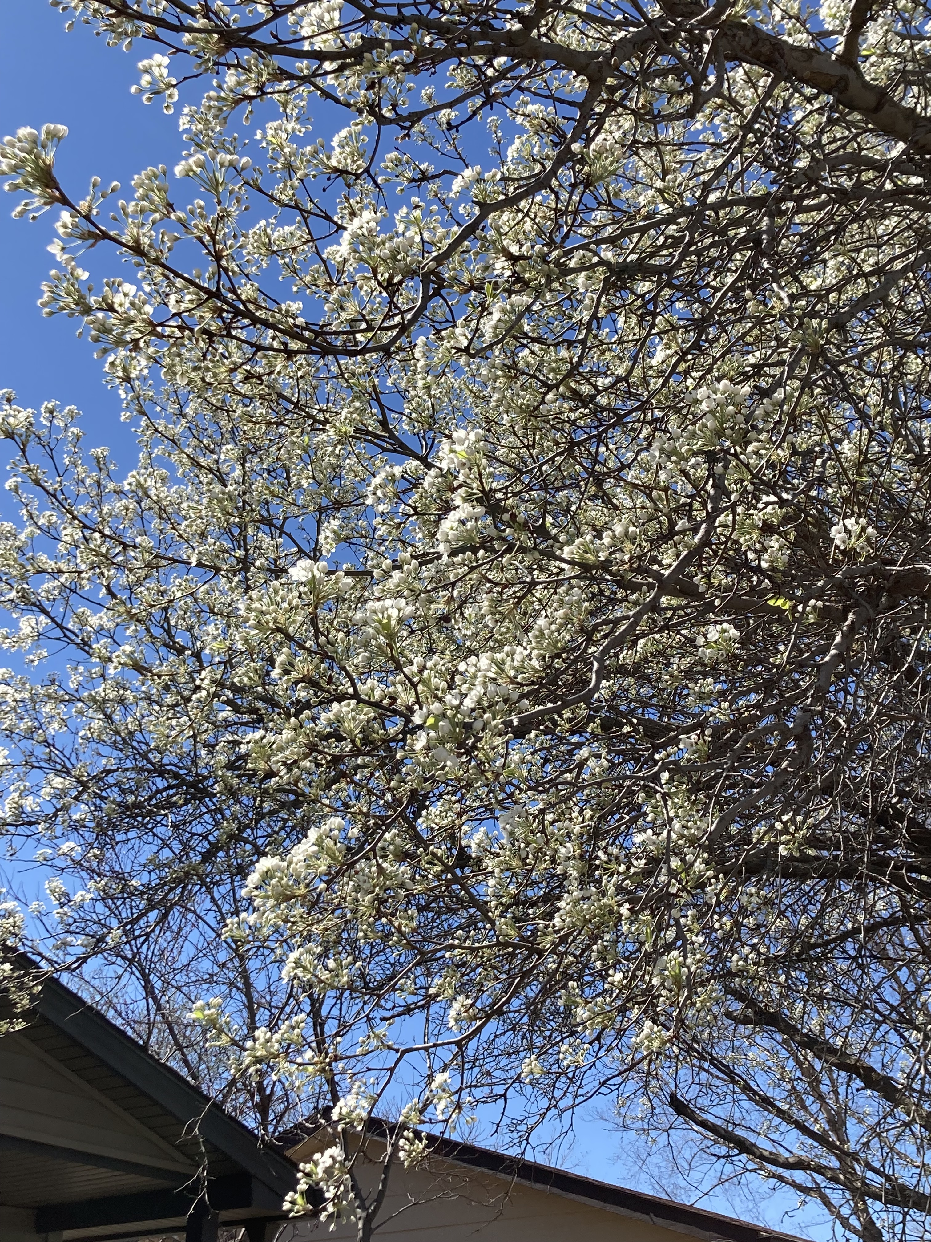 African Spring Welcome Welcome, Spring! – Growing Our Faith Together